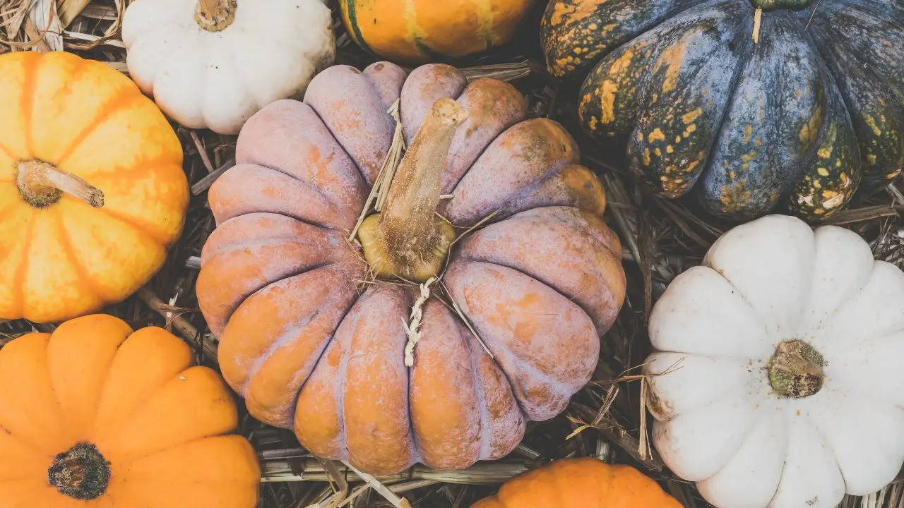 Come coltivare zucche ornamentali